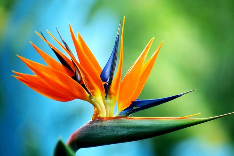 birds of paradise