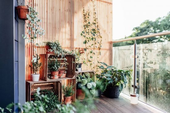 plants for balcony