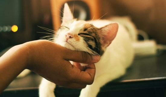 Was Gustav Klimt a Cat Lover