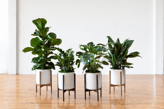 Advantages of Ordering Plants Online
