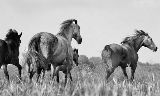 Black and White Photography