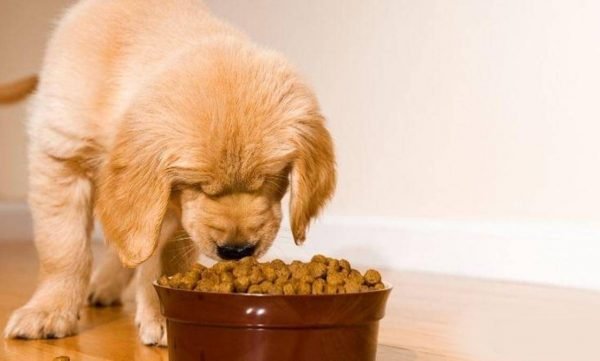 What are the best dry dog foods for puppies