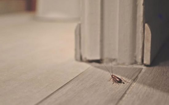 What to Do If You Find Pests in Your Home or Business