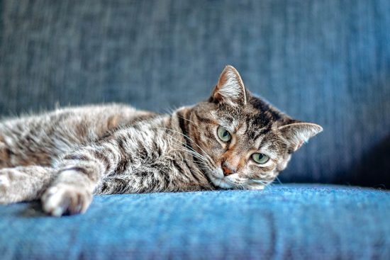 House-Cleaning Tips for Cat Owners