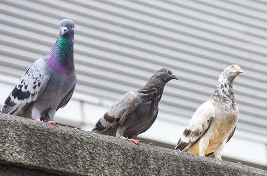 Pest control pigeon home owner