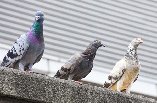 Pest control pigeon home owner