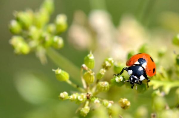 Natural Pest Predators