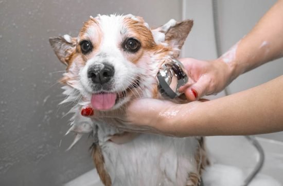 Your Dog's Bath