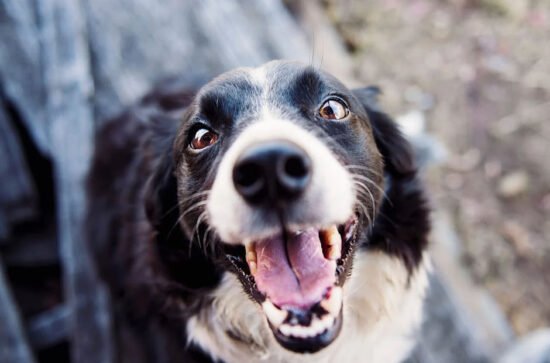 Deodorizing Your Pet