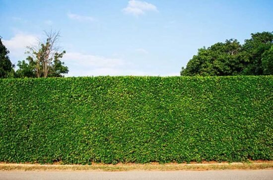 living fence